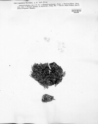 Pectenia plumbea image